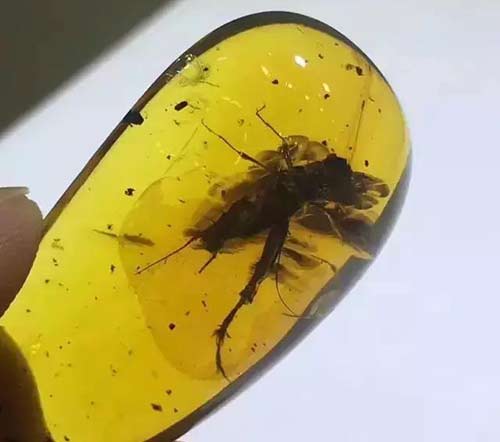 琥珀价格
